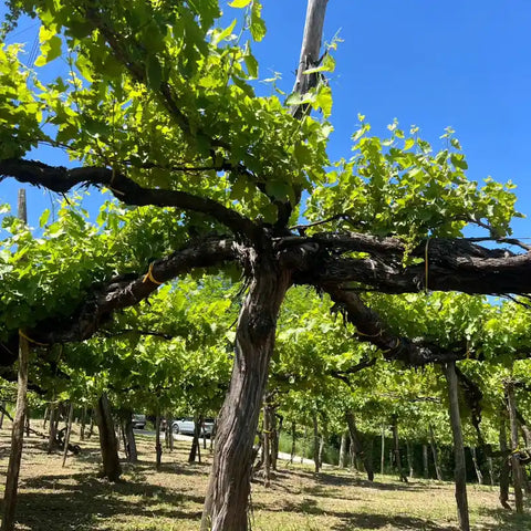 Falanghina Cesco dell'Eremo IGP 2020 - Cantina del Taburno