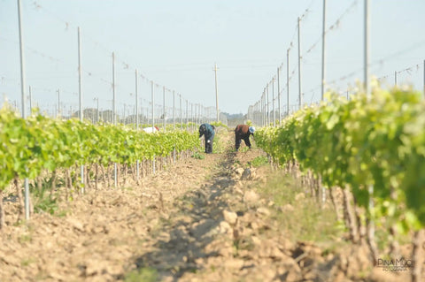 Vigneti Vecchia Torre Leverano