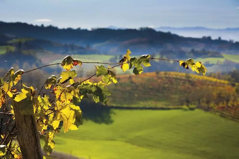 Vineyard Aldo Clerico