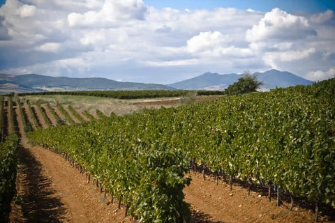 Vineyards Cantine di Venosa 2