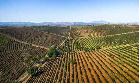 Vineyards Cantina di Venosa