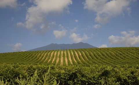 Vineyards near the Vulture - Venosa