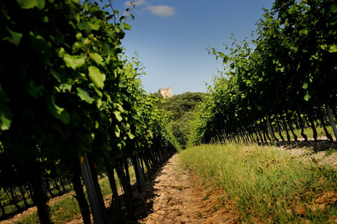 Lambrusco Mantovano DOC - Cantina Colli Morenici - Vinai del Borgo