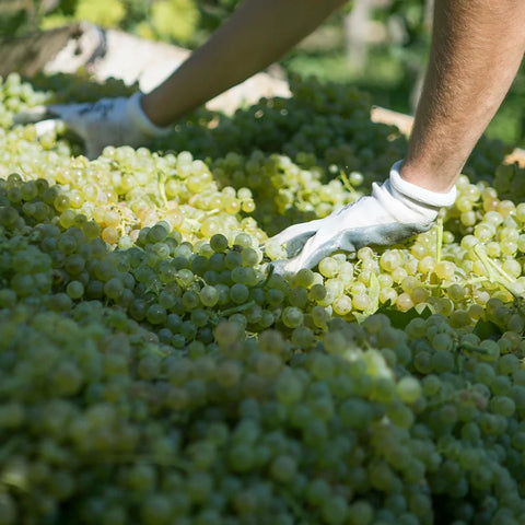 Custoza Val dei Molini DOC - Cantina di Custoza