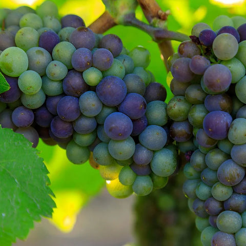 Green/red grapes - Cantina di Nizza