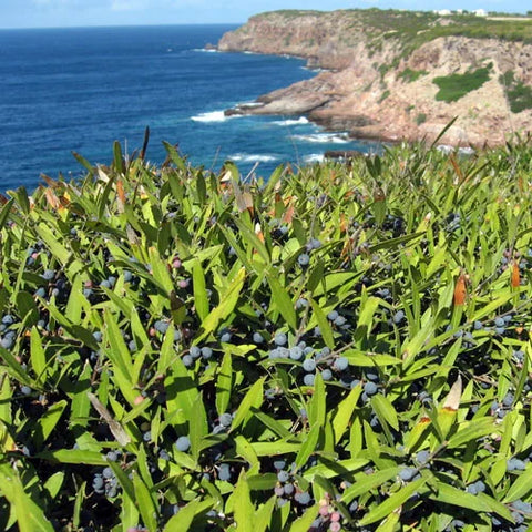 Mirto near the sea