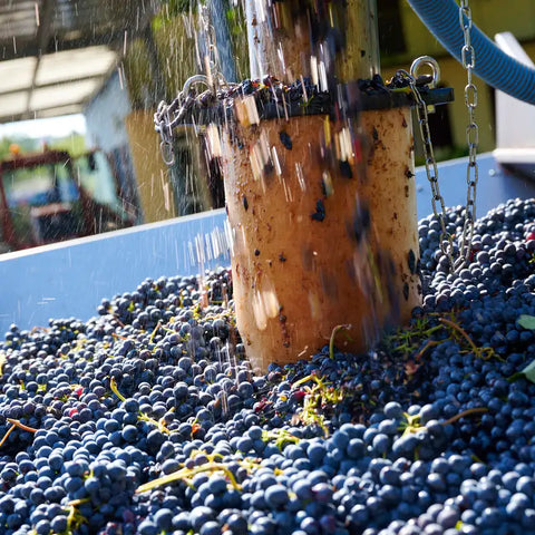 Crushing red grapes - Cantina di Nizza