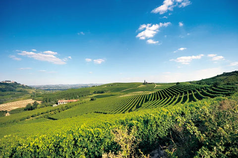 Vineyards Cantina del Nebbiolo