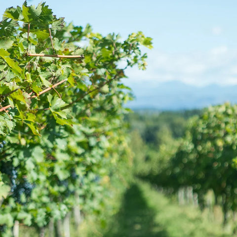 Custoza Val dei Molini DOC - Cantina di Custoza