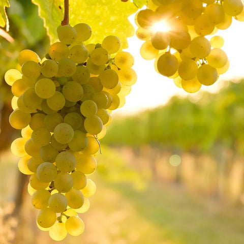 White grapes - Cantina di Nizza