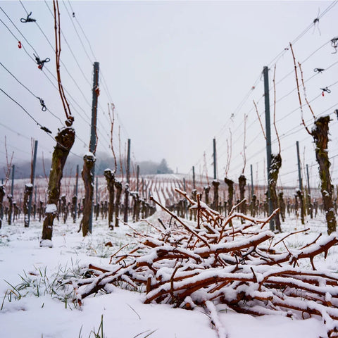 Winter at Cantine di Nizza